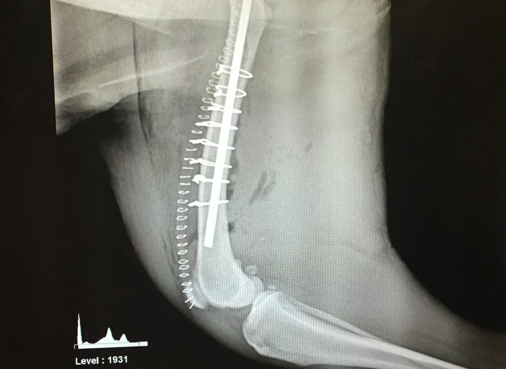 Image showing an x-ray of a dog's repaired femur fracture